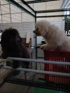 Anjing poodel 4 ekor vaksin stambum