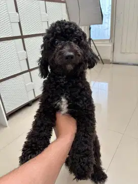 Poodle Toy Hitam