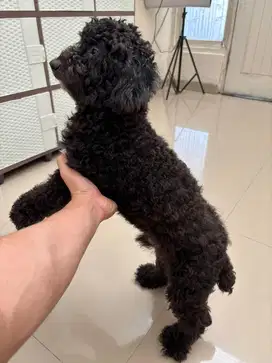 Poodle Toy Hitam
