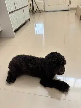 Poodle Toy Hitam