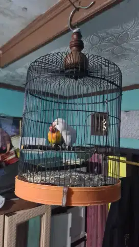 Lovebird olive dan bio putih