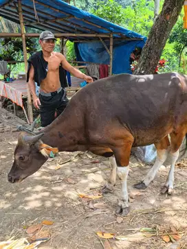 Sapi bali murah bobot 225 jual cepat bnyak yg nyari