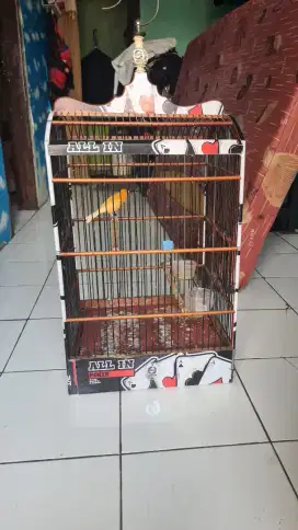 Kenari oren vector ring peternak sangkar ebod
