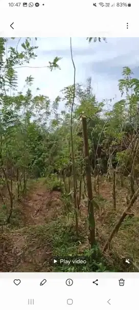 Kebon vanili seluas 400 m² terawat baik