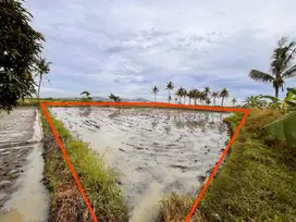 Dijual Sawah Subur & Produktif - Lokasi KP.Kepuh, Desa Tonjong, Serang