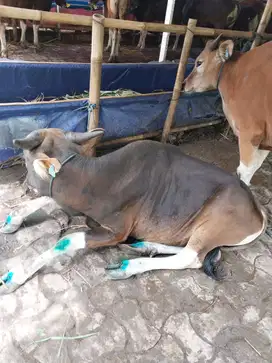 Sapi qurban bobot 225
