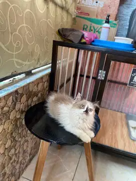 kitten himalaya x ragdol