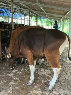 Sapi bali 225kg murah