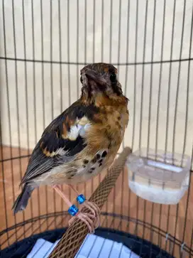 Burung Anis Kembang Trotol Jantan