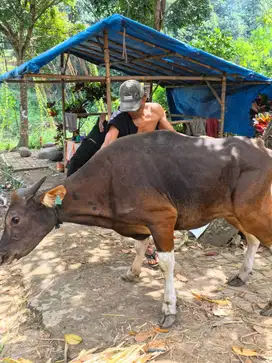 Sapi bali murah jual cepat sebelum abis
