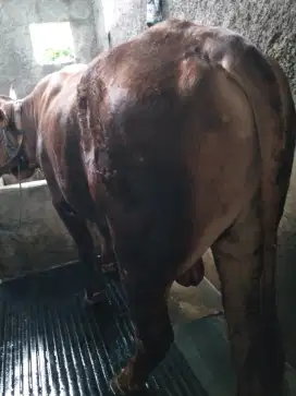Jual sapi qurban