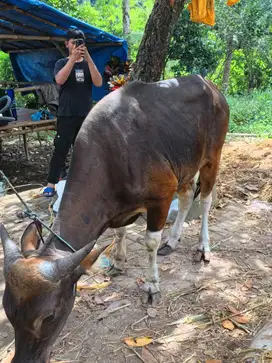 Sapi qurban bali Jual cepat sebelum ke abisan