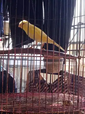 Kenari jantan paud stabilo loper