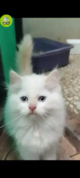 Lepas Adopsi Himalaya Putih Abu² Betina