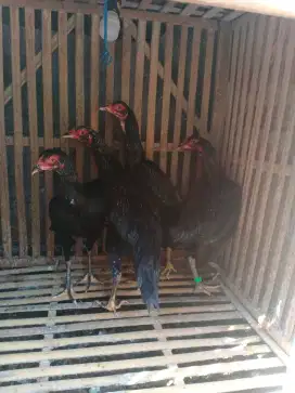 Ayam Bangkok betina/biang pakoy