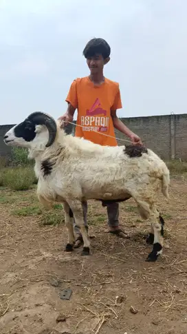 Jual Domba Qurban Tanduk – Harga Terbaik, Qurban Amanah!