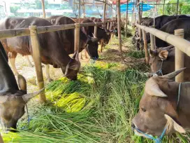 Beli Sapi Semudah beli Kambing