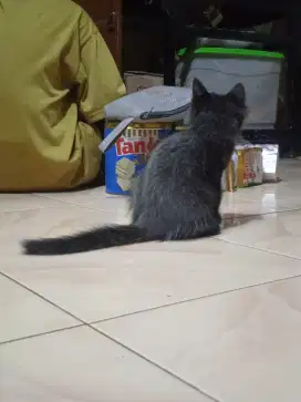 Anakan kucing persia