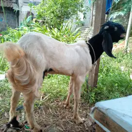 Bismillahirrahmanirrahim jual kambing qurban