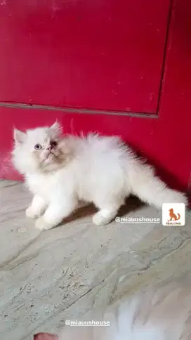KITTEN PERSIA FLATNOSE EXO