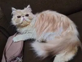 Kucing peaknose jantan