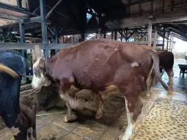 Di jual hewan qurban sapi dan domba
