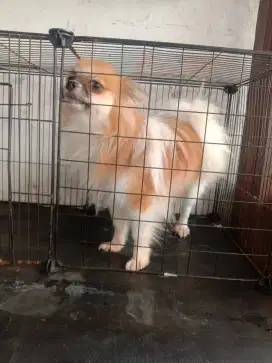 Jual mini Pomeranian betina 10 bln