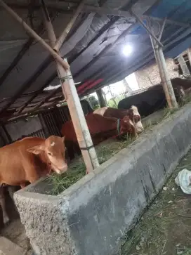 Sapi berkualitas