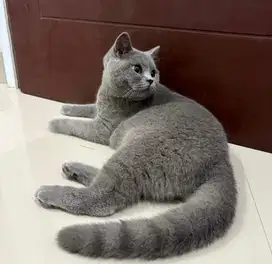 Kucing british shorthair bsh british short hair