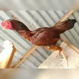 Ayam bulbi pacek