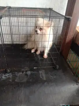 Jual cpt mini Pomeranian jtn 10 normal