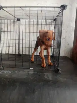 Jual mini pinscher jantan 2.5 bln