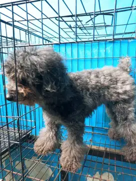 Jual poodle mismark sudah debarking