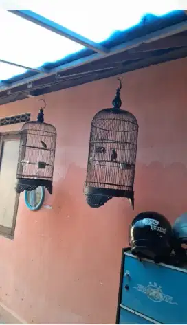 Burung pelandul semak/cingcoho