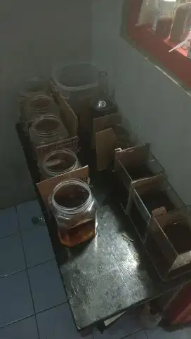 Jual ikan cupang borongan
