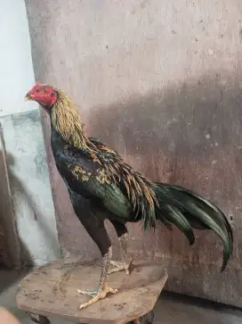 Ayam Bangkok mangon muda
