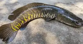 Ikan Gabus predator