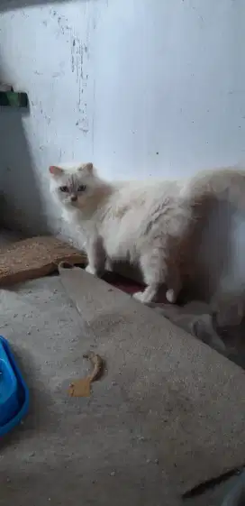 Betina himalaya redpoint