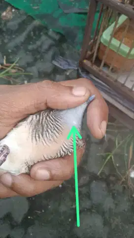 Perkutut lokal gendowosabdo