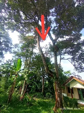 Tanah Kebun 2167m² SHM Cariu Jonggol Cileungsi Bogor timur