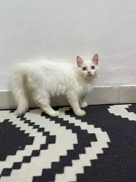 Kucing persia white solid