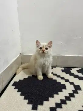 Kucing flatnose jantan