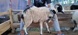 Hewan qurban murah 2025#hewan qurban bandung#domba murah#sapi murah