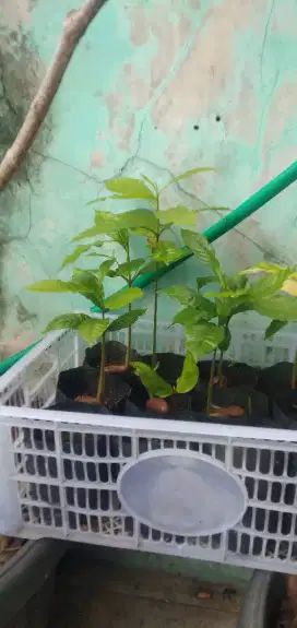 Jual bibit 6 pohon abiu jumbo