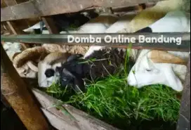 Domba kurban Amanah