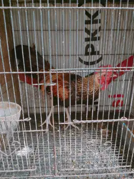 Ayam bekisar jago warna Wido rajin kokok