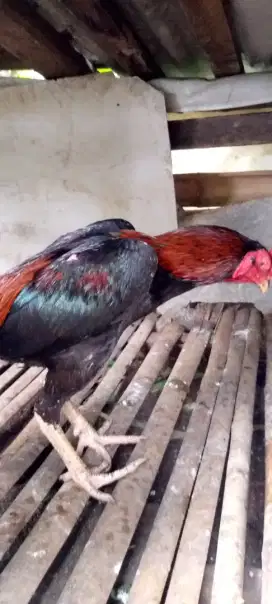 Jual ayam Bangkok pakoy
