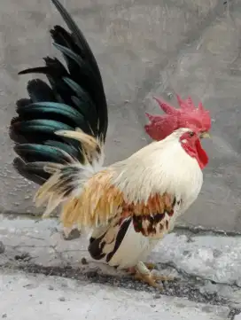 Ayam Kate warna bagus no minus