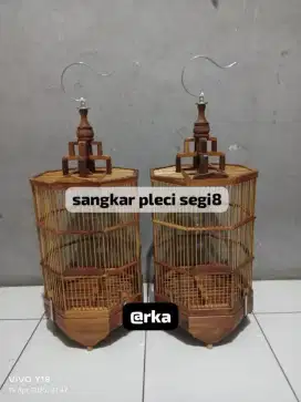 sangkar pleci plistur