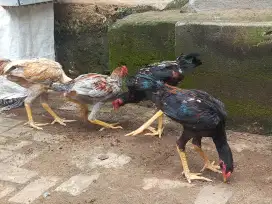 Ayam bangkok muda